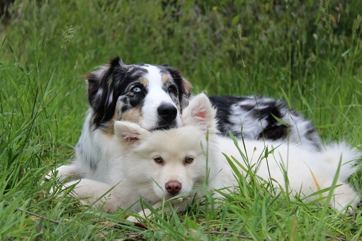 nature-grass-outdoor-play-puppy-dog-1029665-pxhere.com
