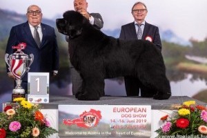Egy magyar újfundlandi kutya lett Európa legszebbje