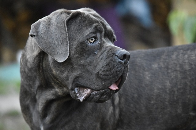 cane-corso-3925859_640