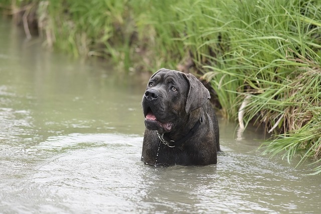 dog-3925841_640