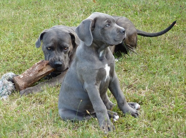 dogs-2793954_640