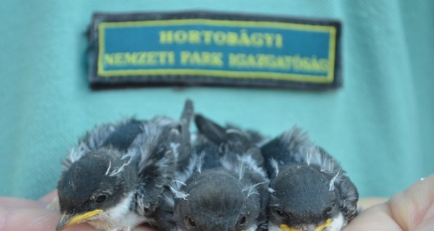 12 fecske fiókát dobáltak szét Túrkevén