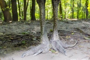 Éjszaka a Szegedi Vadasparkban