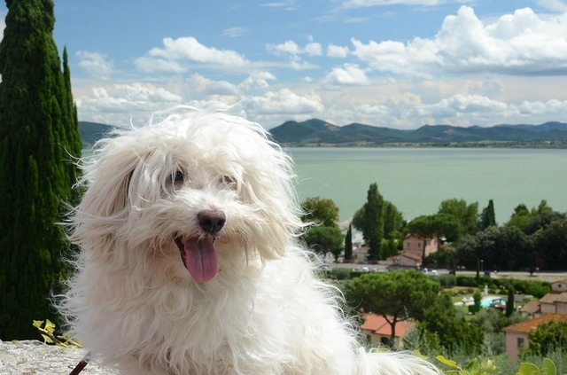 dog-805759_640