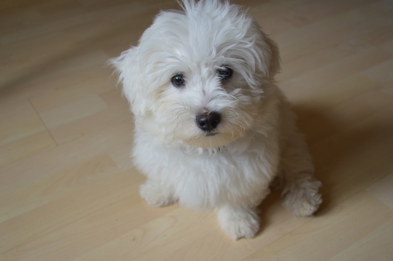 dog-dog-like-mammal-maltese-dog-breed-vertebrate-dog-breed-group-1419126-pxhere.com