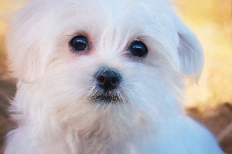white-sweet-puppy-dog-animal-cute-1055674-pxhere.com
