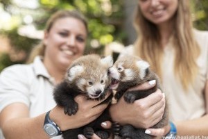 Ennél cukibbat ma nem látsz - Vörös macskamedvék születtek Nyíregyházán