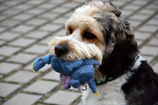 dog-3788572_640