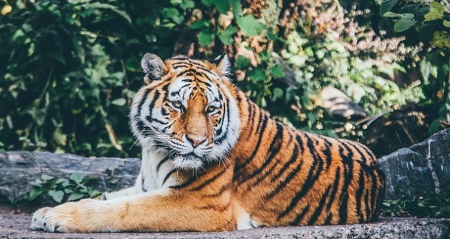 Évente közel 120 tigris esik áldozatul az orvvadászoknak