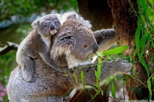 Így mentenék meg a koalákat a kipusztulástól