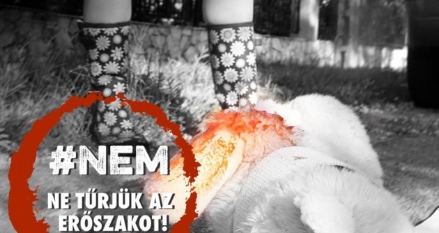 Példátlan összefogás a hazai állatvédelemben