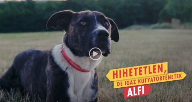 Rendhagyó videós sajtóközlemény Alfitól: 300.000 kutyának nincs hova hazamennie