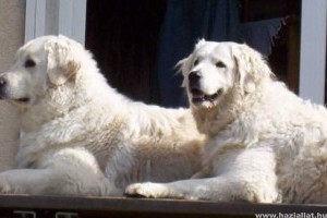 A kuvasz a kulturális örökségünk része