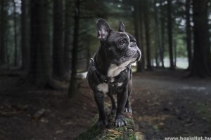 Milyen név illik egy francia bulldoghoz?