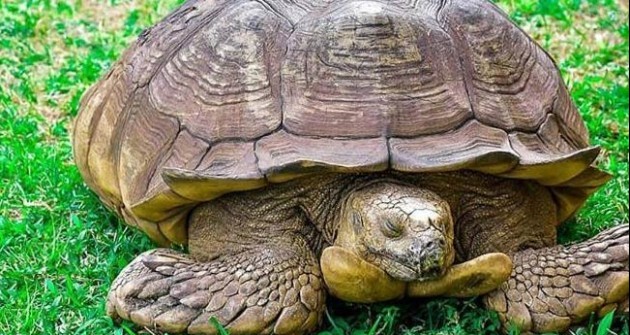 Elpusztult a világ egyik legidősebb teknőse