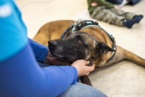 Zen, a magyar mentőkutya lett a világ legjobb romkutató kutyája