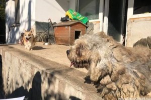 Újabb horrortanya: kutyák, szurikáták, ormányos medve a 