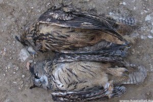 Rágcsálóirtó szerek okoztak sasmérgezést Magyarországon