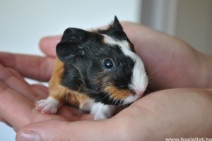 Cuki tengerimalac babák születtek