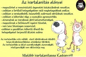 Kutya-macska ivartalanítási akciót hirdet az Árvácska Állatvédő Egyesület