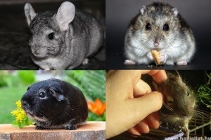 Degu, hörcsög, tengerimalac: a legaranyosabb ketrecben tartható hobbiállatok körképe