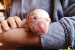 Kölyöknevelőket keres a Baráthegyi Vakvezető Kutya Iskola