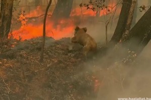 Egy nő megmentette egy koala életét Ausztráliában