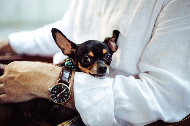 chihuahua-1031488_640