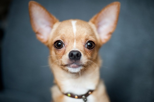 chihuahua-981188_640