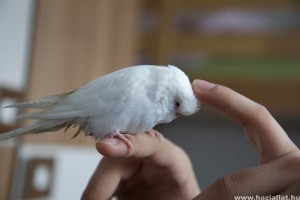 Melyik papagájfajok idomíthatóak?