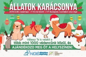 Hétvégén Állatok Karácsonya a Noé Állatotthonban