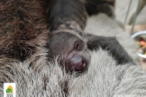 Cuki lajhárbébi született a Fővárosi Állatkertben