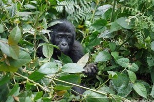 Nőtt a hegyi gorillák száma