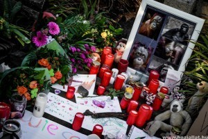 A tűzvész után ismét megnyitott a németországi Krefeld állatkert