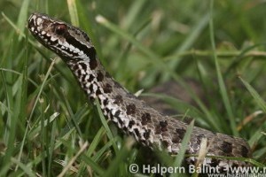 Az év hüllője a keresztes vipera lett