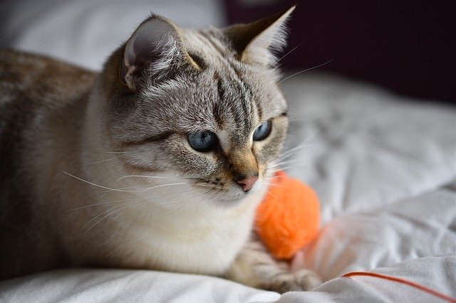 cat-4256821_640