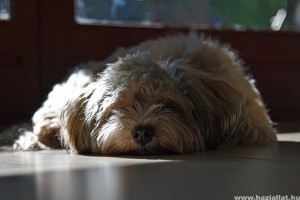 Legjobb kutyanevek bichon havanese kutyánknak