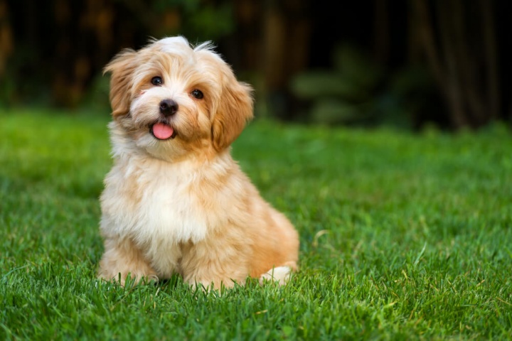 shutterstock_224595163