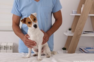 Oltási felhívás Lyme kór ellen - így védheted meg kutyádat!