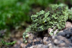 Vietnámi mohabéka kelt ki a debreceni állatkertben