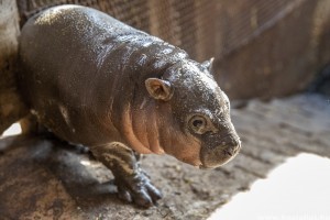 Nevet keresnek ennek a cuki, szegedi törpe vízilónak