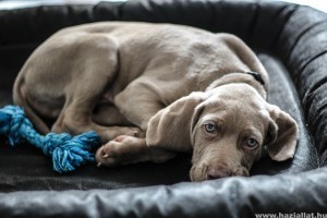 Meddig él a weimari vizsla?