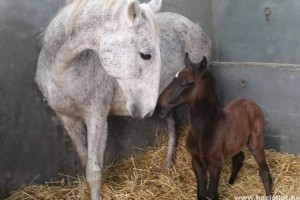 Megszületett az idei első lipicai méncsikó
