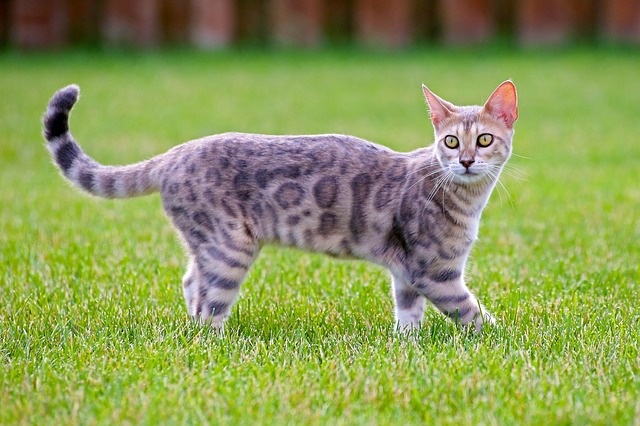 cat-3959046_640