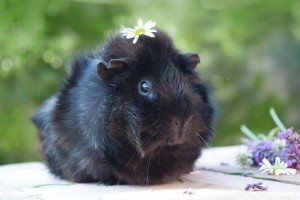 Hány évig él a tengerimalac?