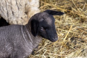Cuki cigája báránykák simogathatók Debrecenben