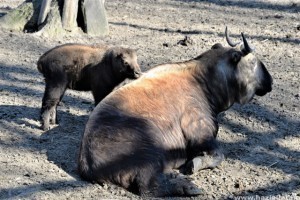 Te tudod mi az a mishmi takin?