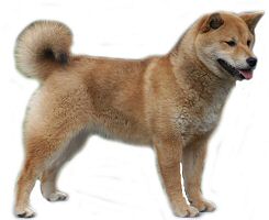 Shiba-inu, a japán labdabolond kutya
