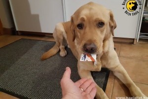 Hogyan tanulnak otthon a vakvezető kutyák?