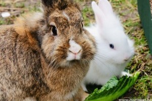 5 logikus indok, miért legyen egy nyuszi a következő háziállatod